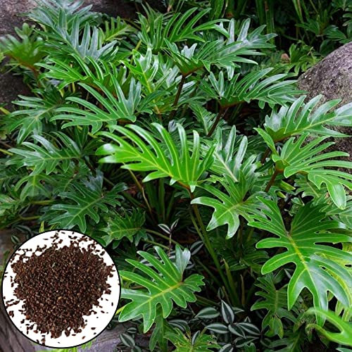 Haloppe 100 Pz Filodendro Piante Semi per La Casa Giardino Piantare, Semi di Piante Agglomeranti Freschi Semi di Filodendro Naturale per Giardino Verde