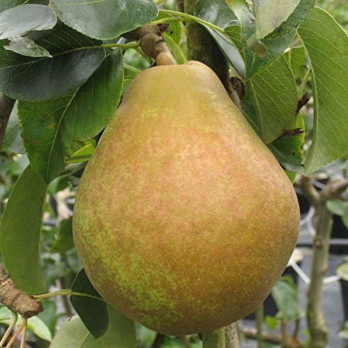 Pear 'Doyenne du Comice'. Hardy Fruit Tree. RHS AGM Winner. 4L Plant. Available from bedwen Plants