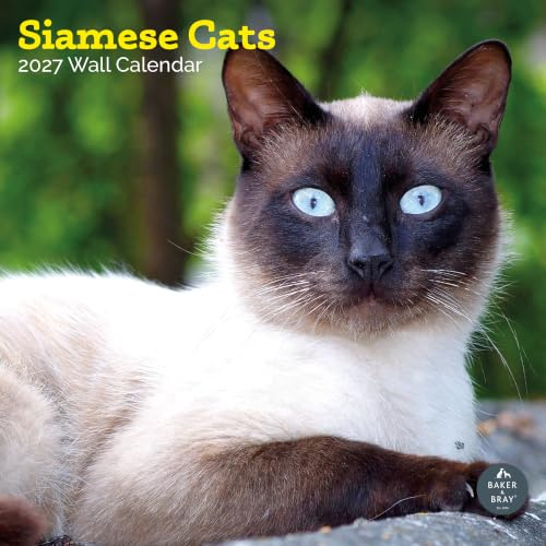Siamesische Katzen Kalender 2024 | Quadratischer Wandkalender | 16 Monate | Baker and Bray