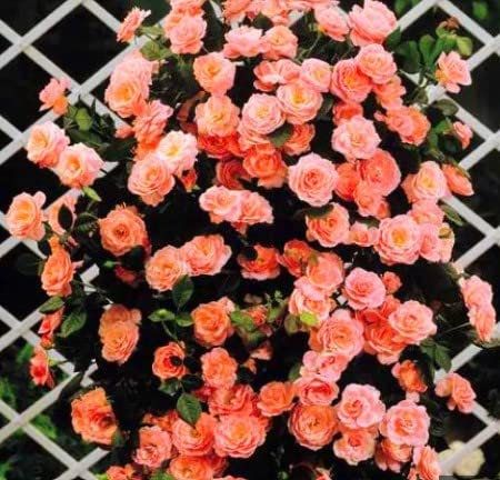 Ponak Neue 200 Stk. Kletterrosen Blumensamen orange