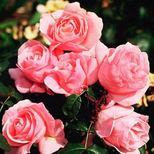 GARTHWAITE NURSERIES® : - Potted 2 Litre Climbing Rose Queen Elizabeth Perennial Plant