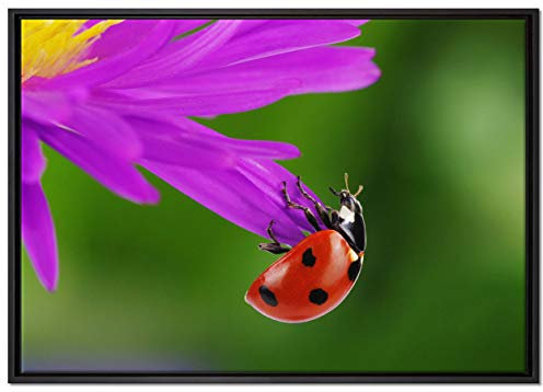 Pixxprint Marienkäfer auf Gerberablüte Leinwandbild 100x70 cm im Bilderahmen, Wandbild, Schattenfugenrahmen, Kein Poster