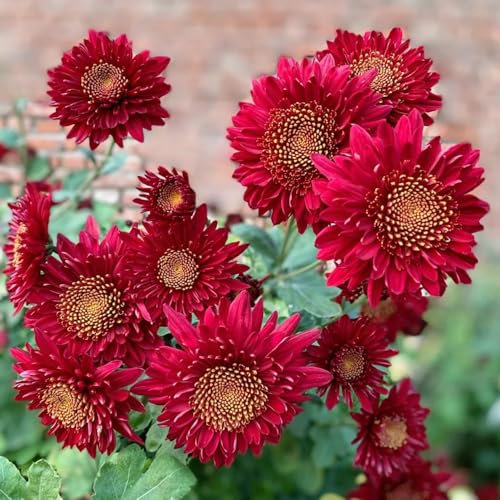 chrysanthemen pflanzen - samen gartensamen blumensaat bonsai samen hochbeet für balkon - Seltene pflanzen serie - hochbeet balkon chrysanthemen samen bienen wiese balkonpflanzen 400pcs