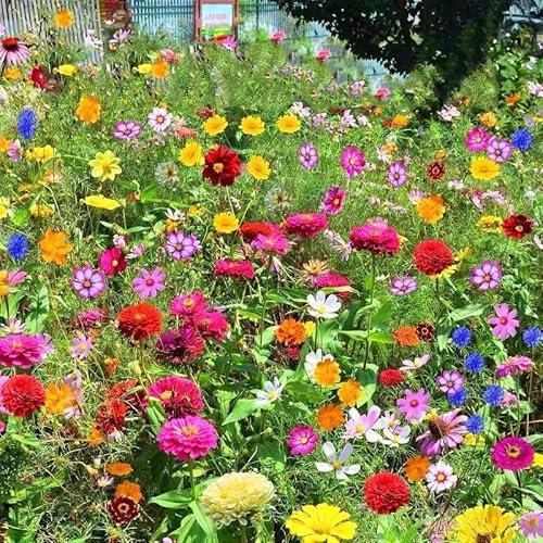 Wildblumen Blumensamen Mischung winterhart mehrjährig 1000pcs: Für Topf, Balkon & Garten – Ideal als Geschenk für Mama, Oma, Freunde, Kinder und Naturliebhaber