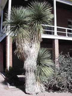 Yucca elata 10 semi Soaptree Yucca