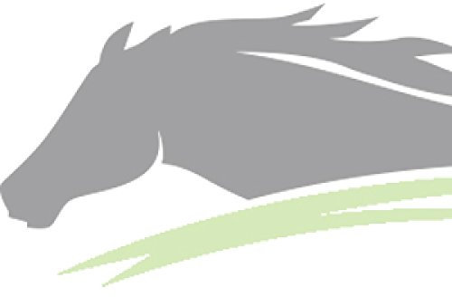 German Riding Gurtzügel ohne Stege Warmblut schwarz Zaumhaken