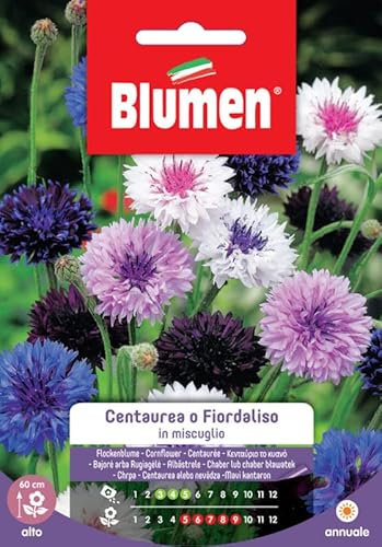 SEMI CENTAUREA FIORDALISO MIX BLUMEN