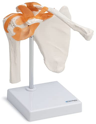 Cranstein A-332 Schultergelenk Modell - Anatomie, Skelett