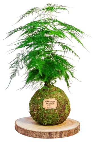 Kokedama Esparraguera Plumosa Natural - Kokedama Interior | Bola de Musgo Vivo | Planta Natural | Planta Interior | Decoración Hogar | Fácil Cuidado y Mantenimiento
