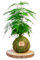 Kokedama Esparraguera Plumosa Natural - Kokedama Interior | Bola de Musgo Vivo | Planta Natural | Planta Interior | Decoración Hogar | Fácil Cuidado y Mantenimiento