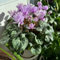 100 pz Ciclamino persico - Piante perenni resistenti Semi di ciclamino perenni Piante resistenti all'esterno Piante da giardino rocciose aiuole resistenti Piante resistenti per contenitori