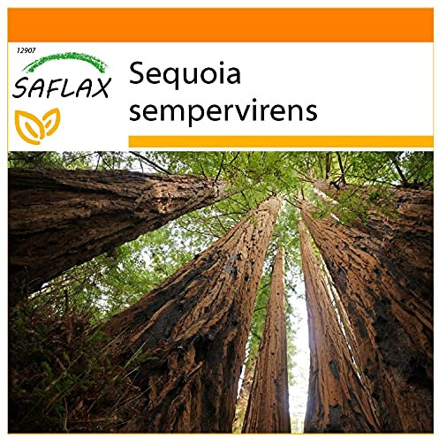 SAFLAX - Garden in the Bag - Sequoia sempreverde - 50 semi - Sequoia sempervirens