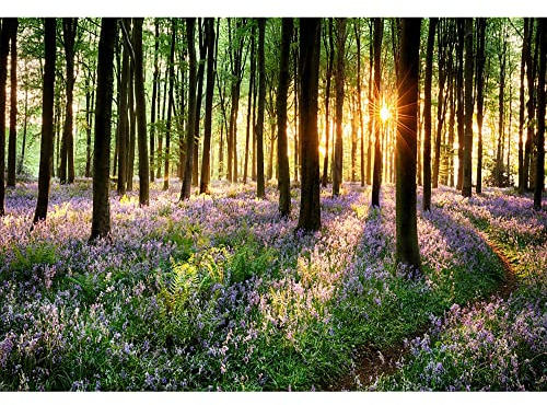 Aoihrraan 3,5x2,5m Veilchen Wald Hintergrund Lila Blumen Wald Sonnenschein Park Landschaft Fotografie Hintergrund Sommer Urlaub Reisen Urlaub Party Hochzeit Shootings Porträt Tapete Foto Requisiten