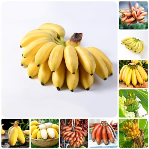 20 pcs bananenbaum pflanze samen bonsai tree indoor garten geschenk pflanzendeko bananensamen bananen samen,Musa sikkimensis, nachhaltige geschenke für frauen obstbäume bonsai topf