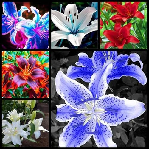 Lilien zwiebeln,Winterharte mehrjährig,Seltene Pflanzen,lilie Riesen,lilienknollen,Lilien deko,Lilien im Topf,Asiatische lilien,lilien Zwiebeln Winterhart,lilie forever susan.-4zwiebeln-K
