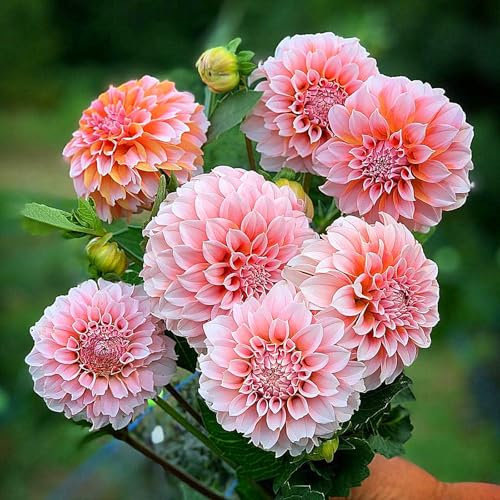 2zwiebeln-Dahlienzwiebeln, Dahlien Knollen，Winterhart MehrjäHrig,Blumenzwiebeln, Winterhart， Stauden, Blumenzwiebeln, GroßE Blumen，Dahlien Knollen Winterhart-E