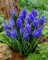 Muscari armeniacum - Grape Hyacinth armeniacum - 10 bulbs -