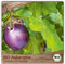 Samenliebe BIO Auberginen Samen alte Sorte Violetta di Firenza baby Aubergine runde Eierfrucht violett 10 Samen samenfestes Gemüse Saatgut für Gewächshaus Freiland und Balkon BIO Gemüsesamen