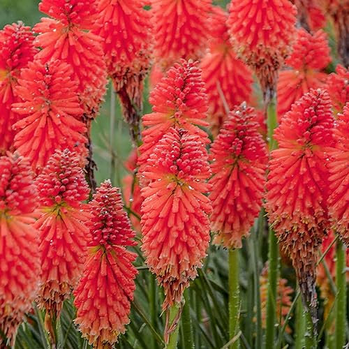Kniphofia Poco Red | Red Hot Poker Plant | Plants Outdoor Garden Ready | Perennial Outdoor Garden Plant (9cm Pot, 10-20cm)
