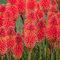 Kniphofia Poco Red | Red Hot Poker Plant | Plants Outdoor Garden Ready | Perennial Outdoor Garden Plant (9cm Pot, 10-20cm)
