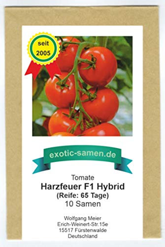 Tomate - Harzfeuer F1 Hybrid - legendär - platzfest - krankheitsresistent - 10 Samen