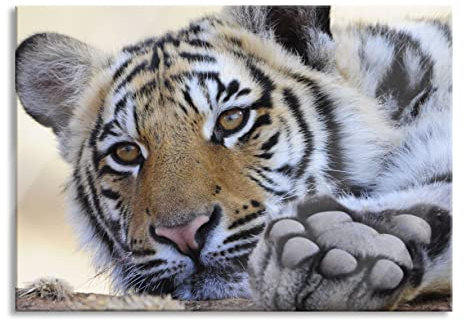 Pixxprint Glasbild, Wandbild aus Echtglas, Tiger, 100x70 cm, inkl. Aufhängung und Abstandshalter