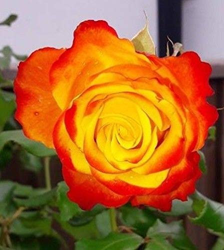 Tequila Sunrise Ibridi di Tea Rosier Radice Nuda