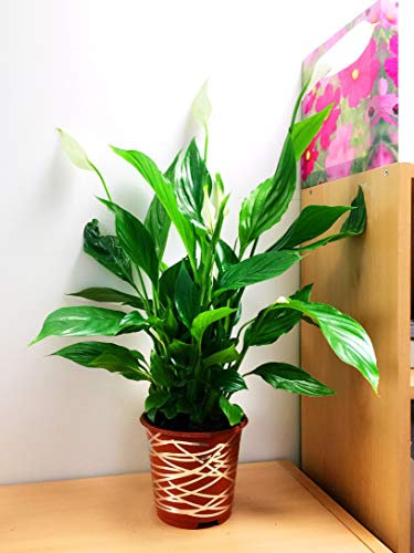 Easy Plants - Peace Lily House Plant in Pot with Metallic Interweave Line, 60-70cm Tall(Including Pot Height)