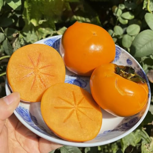 8 pcs kaki baum pflanze winterhart samen säulenobst winterhart kaki baum samen balkonpflanzen winterhart säulenobst samen anzucht obstbäume kakibaum winterhart gartendeko für draußen