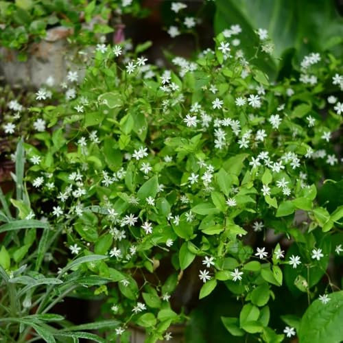 100 pcs Vogelmiere Samen, kräuter samen, hochbeete für garten Stellaria media, wildkräuter samen, gartenkräuter samen heilkräuter samen, balkon beet kräuter samen mehrjährig zimmerpflanzen