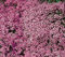 Stk - 180x Seifenkraut Rose Pink Saponaria Saatgut Garten Pflanzen - Samen K172 - Seeds & Plants Shop by Ipsa