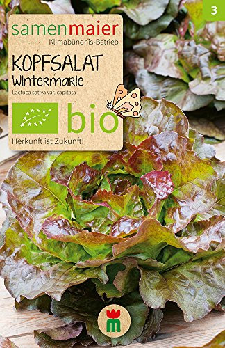 Samen Maier 892 Kopfsalat Wintermarie (Bio-Salatsamen)