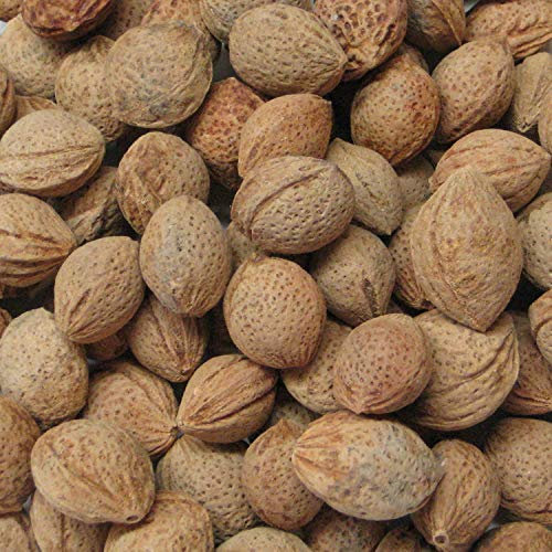 vegherb 50 Japanische Aprikose Bonsai Seed Pack ume