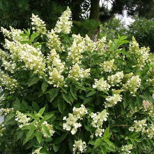 3 x Hortensia paniculé 'Unique' - Hydrangea Paniculata 'Unique' 40-50 cm en conteneur - L'exclusivité d'une floraison abondante et généreuse