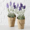 Lavendel im Topf H32cm lila Kunststoff 1 Stück