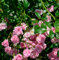 Bodendeckerrose The Fairy 20-30cm - Gartenpflanze