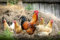 Erwachsene Puzzle Klassisches Puzzle DIY Collectibles Moderne Wohnkultur Hahn Farm Village Huhn Polygamie Puzzle Holzpuzzle-1000 teile