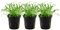 AquaOne Aquarium Pflanze 3 Stück Lilaeopsis brasiliensis I Wasserpflanze Aquariumpflanze Ausläufer voll durchwurzelt einfach pflegeleicht Aquascaping Dekoration