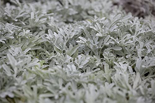 Artemisia stelleriana ca. 9x9 cm Topf - Silberwurz, silbernes Laub, ideal für Steingärten und Rabatten, trockenheitsresistent, pflegeleicht