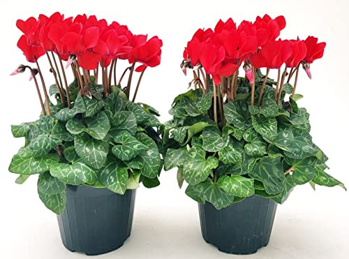 POWERS TO FLOWERS - CICLAMINO SUPERSERIE ROSSO, FIORITURA EXTRA, 2 PIANTE, VASO 12CM, piante vere