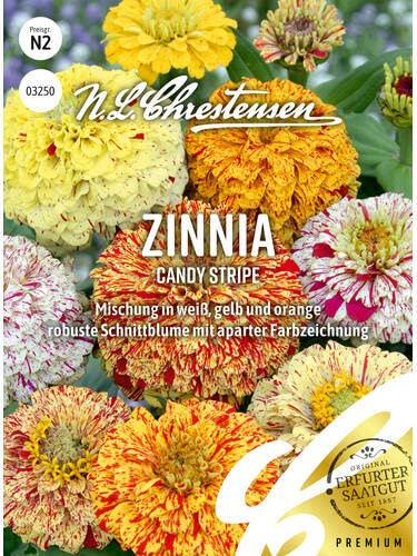 Zinnia Candy Stripe, N.L. Chrestensen Blumensamen, Zininen Saatgut, Sommerblumen, Blumen Samen, Blumenwiese für Garten und Balkon