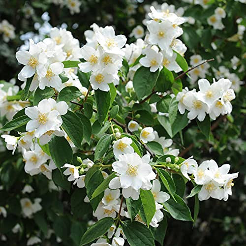 Philadelphus Manteau d'Hermine - Mock Orange | Deciduous Potted Garden Shrub for Sale (15-30cm Incl. Pot)