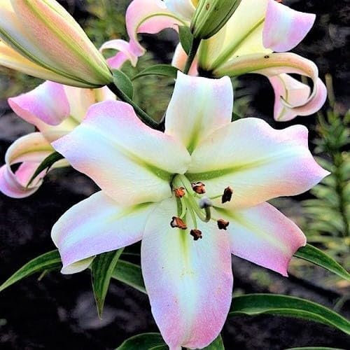 Lilienzwiebeln Baumlilie Riesenlilien Lilium Zwiebeln Onion Knollen Winterhart Frische mehrjährig duftenden Prachtblüten (Pretty Woman)