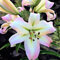 Lilienzwiebeln Baumlilie Riesenlilien Lilium Zwiebeln Onion Knollen Winterhart Frische mehrjährig duftenden Prachtblüten (Pretty Woman)