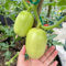 550 pcs gurken samen freiland frisches gemüse exotische pflanzen samen gurkensamen - Cucumis sativus - bio samen gemüse seeds kräuter fensterbank pflanzen geschenk balkongemüse nachhaltige