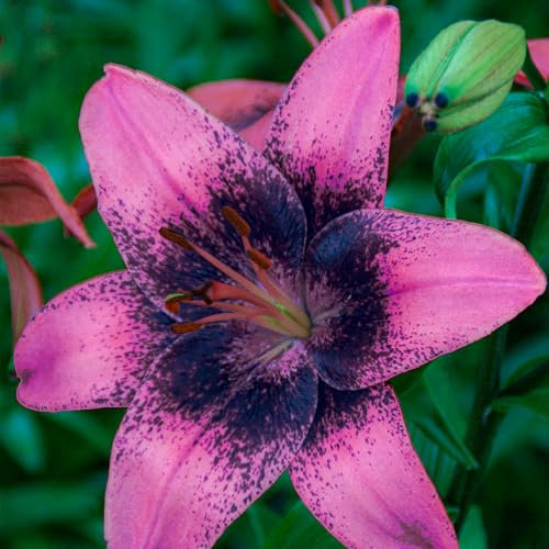 Lilien Zwiebeln Purple Dream - 10 Zwiebeln - Blumenzwiebeln Frühling - Sommerblumen mehrjährig winterhart - Niederländische Qualität - Für Garten und Töpfe - Kübelpflanzen winterhart
