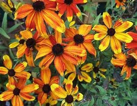 6X Rudbeckia triloba 'Prairie Glow' RUDBECKIA triloba Large Perennial Plug Plants.