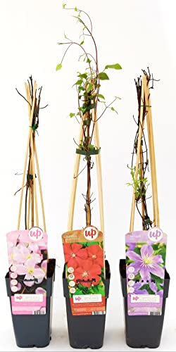 CLEMATIS TRIS: ROSSA, VIOLA e ROSA, ALTEZZA 50CM, 3 PIANTE, piante vere