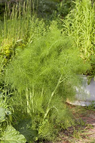 Foeniculum vulgare ca. 9x9 cm Topf - Fenchel, aromatische Blätter, ideal für Kräutergärten, bienenfreundlich, pflegeleicht