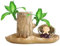 Madera de la suerte brasileña,Planta de madera de la suerte brasileña, Planta de escritorio pequeña, Planta de escritorio de interior, madera de brotes purificadora de aire, decoración de plantas